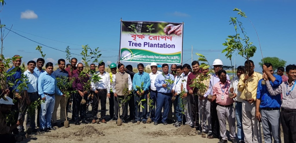 bifpcl tree - energy bangla